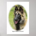 Belgian Shepherd (Terveuren) 9T85D-053 Poster