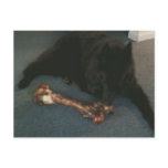 Belgian Shepherd with a Bone aka "The Black Wolf" Postcards