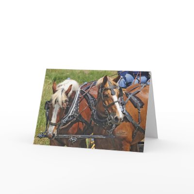 Belgian Team by horse_designs