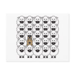 Belgian Tervuren in the Sheep Postcards