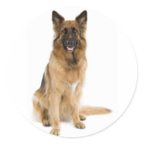 Belgian Tervuren Sticker