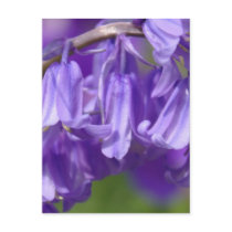 Bell Flower Postcard