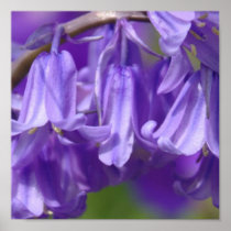 Bell Flower Poster