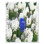 Bell Flowers Photo Print