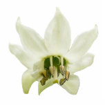 Bell Pepper flower ~ acrylic photo sculptures