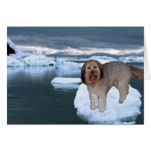 Bella On An Iceburg In Antarctica Greeting Card