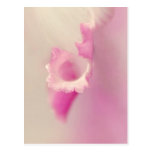 Bella Rosa Postkarten