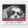 Belle The Shih Tzu Dog