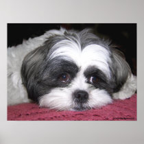 Belle The Shih Tzu Poster