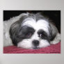 Belle The Shih Tzu Poster