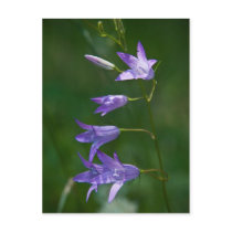 Bellflower Postcard