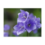 Bellflower Postcard