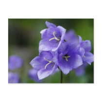 Bellflower Postcard