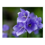 Bellflower Postcard