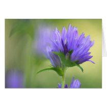 Bellflowers