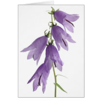 Bellflowers