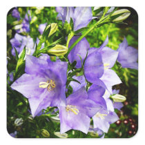 Bellflowers Square Stickers