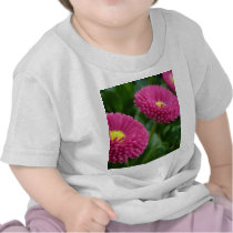 Bellis perennis Pomponette English Daisies