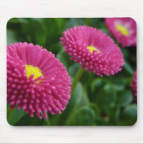 Bellis perennis Pomponette English Daisies