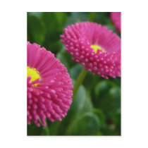 Bellis perennis Pomponette English Daisies