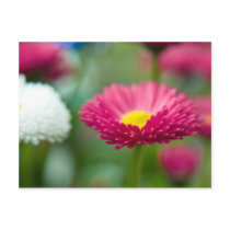 Bellis Perennis • Postcard