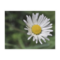 Bellis perennis post cards