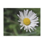 Bellis perennis post cards