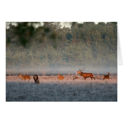 Bellowing stag card by newforestpics