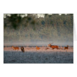 Bellowing stag card