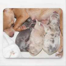 Belly Up to the Milk Bar Mouse Pads