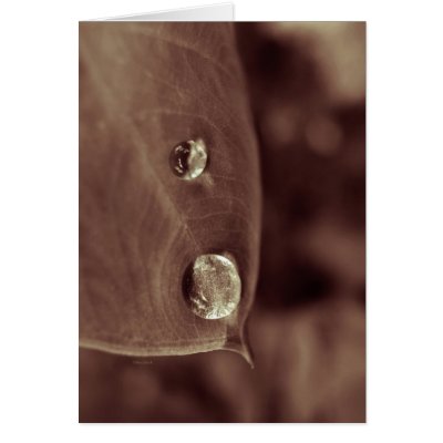bellybutton greeting card by blacqbook