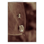 bellybutton cards