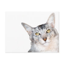 Beloved Feline Family Member Postcards