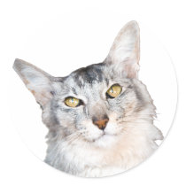 Beloved Feline Family Member Round Sticker