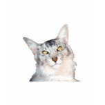 Beloved Feline Family Member t-shirts