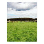 Beltany Stone Circle Post Card