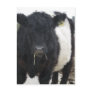 Belted Galloway Cow Eating Hay Postcard