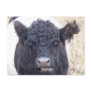 Belted Galloway Cow - Emma Postcard