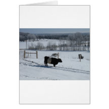 Belted Galloway Cow in a Snowy Landscape Cards