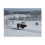 Belted Galloway Cow in a Snowy Landscape Postcard