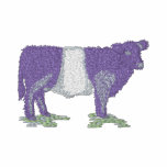 Belted Galloway
