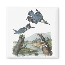 Belted Kingfisher, John Audubon Magnet