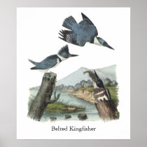 Belted Kingfisher, John Audubon Posters