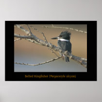 Belted Kingfisher (Megaceryle alcyon)