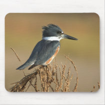 Belted Kingfisher