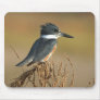 Belted Kingfisher