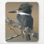 Belted Kingfisher