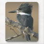 Belted Kingfisher