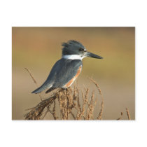 Belted Kingfisher