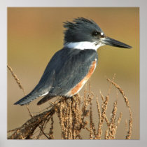 Belted Kingfisher